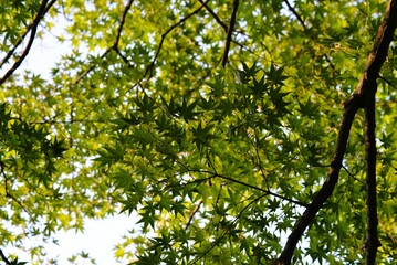 青空に映える新緑のモミジ