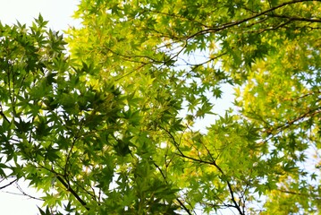 青空に映える新緑のモミジ