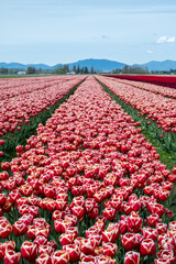 Agricultural tourism, farm field of tulip bulbs with flowers blooming in bright red with white...