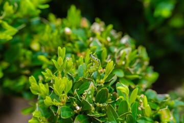 Boxwood pest.Green caterpillar sits on boxwood branches.caterpillar moves and eats a boxwood bush.Garden pests. Treating the garden against moth caterpillars.protect garden and ensure the health 