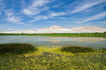 Migratory birds in geologically formed mountains and national parks. Ankara Nallihan Turkey