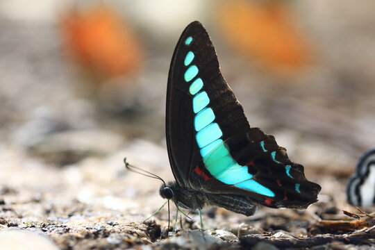 Graphium Sarpedon (the Common Bluebottle or Blue Triangle),
mostly black wing has a bold segmented streak of turquoise-blue across its wings 
Ban Krang Campsite,Kaeng Krachan National Park, Petchburi