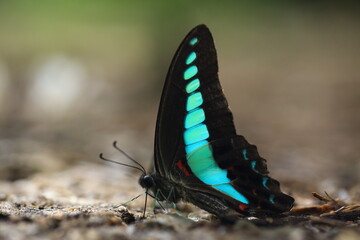 Graphium Sarpedon (the Common Bluebottle or Blue Triangle),
mostly black wing has a bold segmented streak of turquoise-blue across its wings 
Ban Krang Campsite,Kaeng Krachan National Park, Petchburi