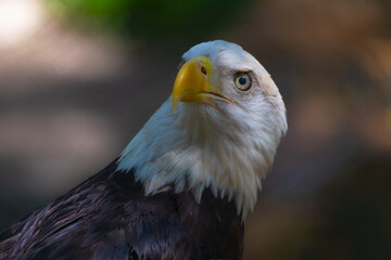 Bald Eagle portrait