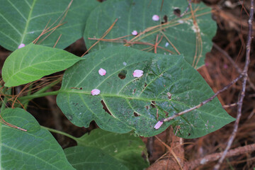 Pink flower drop on green leaves in forest. Tropical Nature background. Floral blooming texture.
