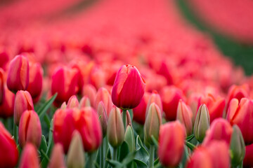 Agricultural tourism, farm field of tulip bulbs with flowers blooming in a red orange, focus on one...