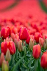 Gordijnen Agricultural tourism, farm field of tulip bulbs with flowers blooming in a red orange, focus on one flower and rest of field as a blurred background, spring in Skagit Valley, Washington State  © knelson20