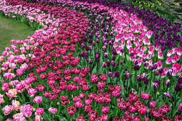 Flows of vibrant color in a spring demonstration garden, tulip bulbs planted closely to provide a mass of color and energy, tulip flowers blooming in curving lines of pinks and purples  © knelson20