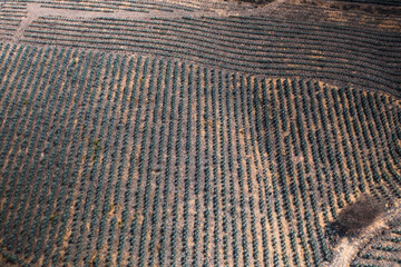 Plantio de Tequila, maguey mexicano