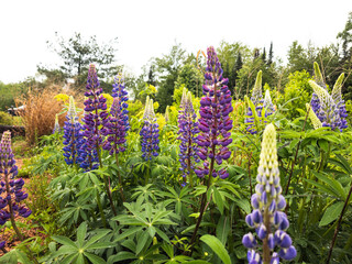Flowers in the field