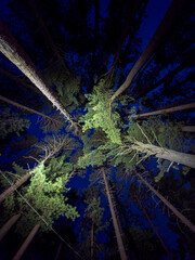 Looking up in the night forest 