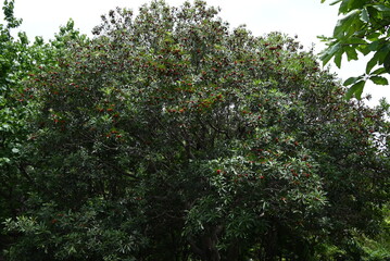 Red bayberry berries. Dioecious, with the female plant bearing the berries. Sweet and sour in flavour, they are eaten raw or used to make jams and fruit wines.
