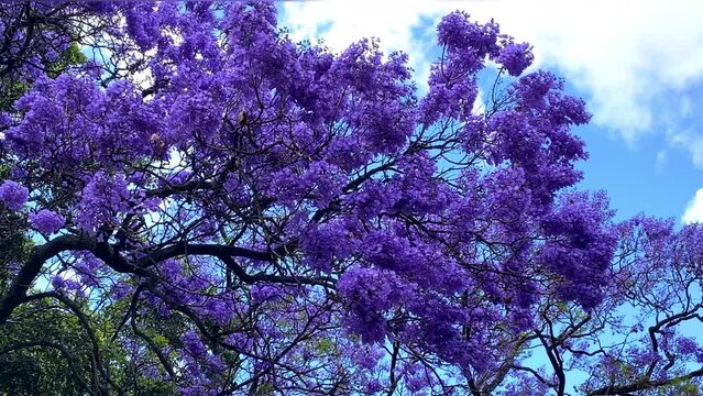 Blooms of jacaranda set against a backdrop of clear blue sky.
