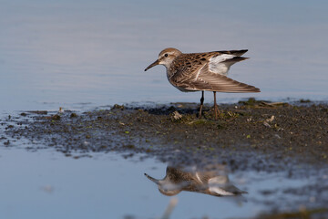 White-rumped Sandpiper