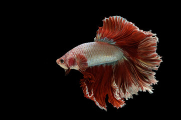 Obraz premium betta fish