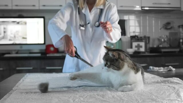 Medical procedures performed by a veterinarian with a domestic cat lying on the table, using scissors in veterinary clinic. Castration of a cat: cutting off the testicles