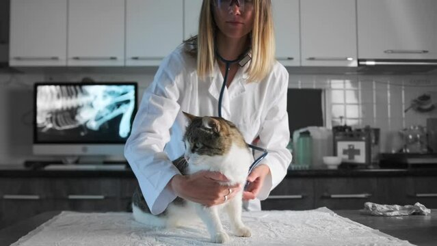 Visit with cat pet to modern veterinary clinic facility, young female vet doctor listen to cat's body sounds heart and breathing.