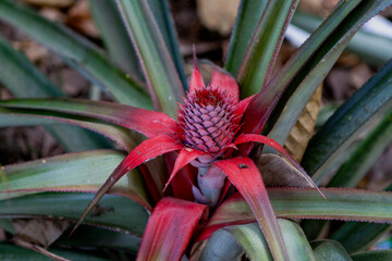 Red Pineapple (Ananas bracteatus) at Kurunegala, Sri Lanka