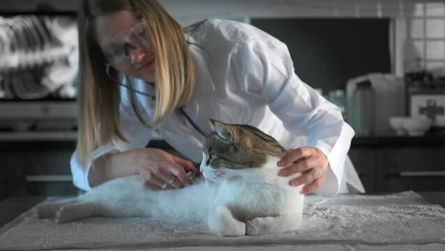Veterinarian blonde listens with a stethoscope breath furry feline friend and smoothing his fur in modern medical office of veterinary clinic.