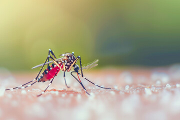 Fototapeta premium Dengue hemorrhagic fever, aedes mosquito sucking human blood on skin.