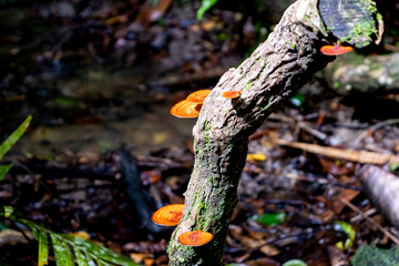 mushrooms on a tree