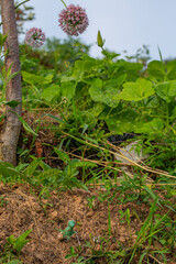 Obraz premium nature and props