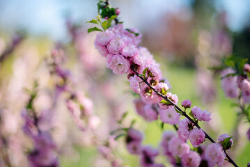 Almond three-lobed Louiseania. Pink flowers of the decorative three-lobed almond Prunus triloba