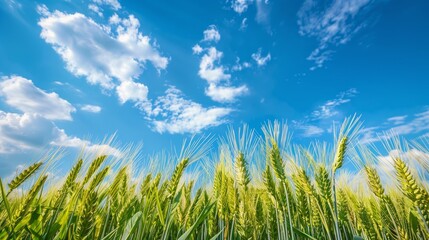 Obraz premium green young wheat ear with blue sky in field