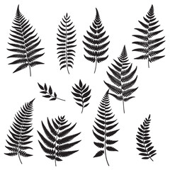 set of fern leaves silhouettes on white	