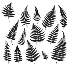 set of fern leaves silhouettes on white	