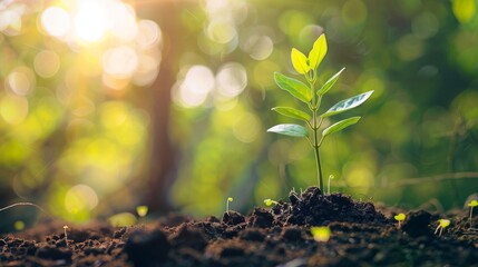 CO2 emission reduction concept, clean and friendly environment without carbon dioxide emissions. Planting trees to reduce CO2 emissions, environmental protection concept