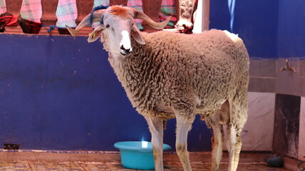 Eid Lamb Sardi - Traditional Moroccan Sheep for Eid al-Adha