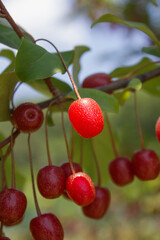Ripe Autumn Olive Berries (Elaeagnus Umbellata) growing on a branch . oleaster