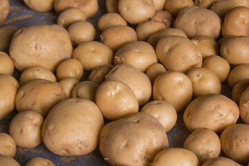 Fresh potatoes on the farm.