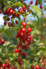 Ripe Autumn Olive Berries (Elaeagnus Umbellata) growing on a branch . oleaster