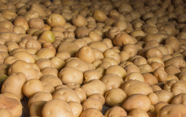 Fresh potatoes on the farm.