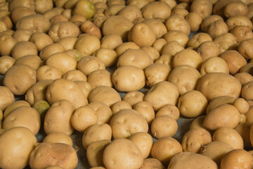 Fresh potatoes on the farm.