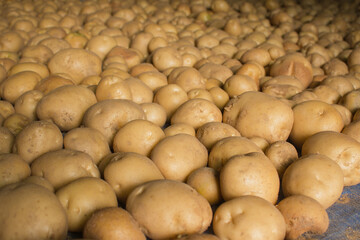 Fresh potatoes on the farm.