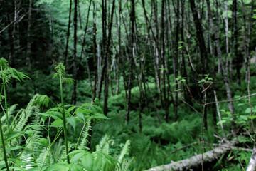 Fototapeta premium lush wood of ferns on mountain side