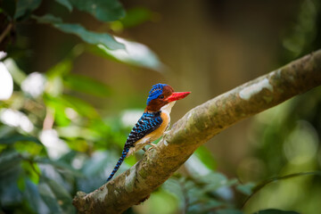kingfisher on branch