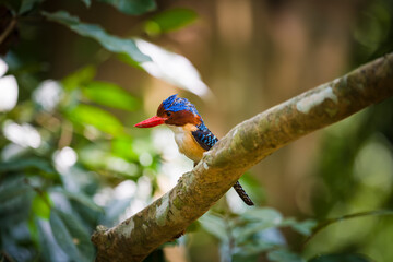 kingfisher on branch