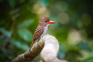 kingfisher on branch