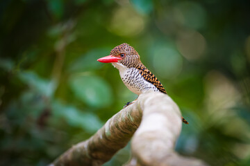 kingfisher on branch