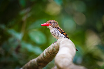 kingfisher on branch