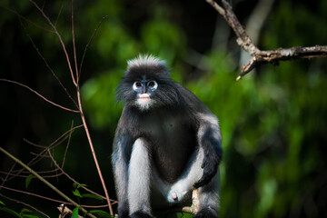 Dusky langur