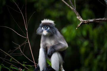 long macaque sitting on a tree