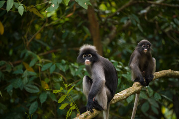 Dusky langur