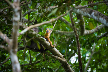 Dusky langur