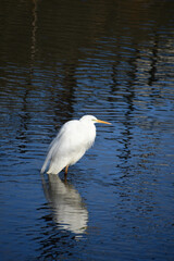 冬の川に立つダイサギ