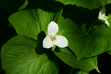 エンレイソウの白い花